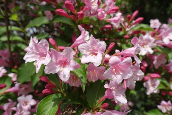 Weigela Pruning Service in Santa Ana