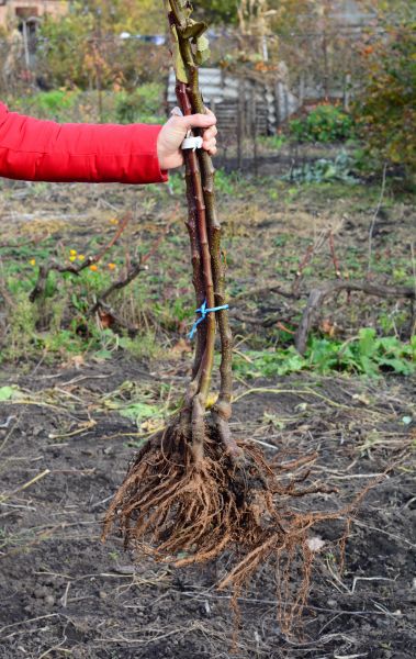 Shrub Root Removal in Santa Ana