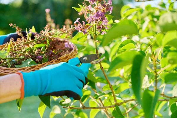 Lilac Trimming Service in Santa Ana
