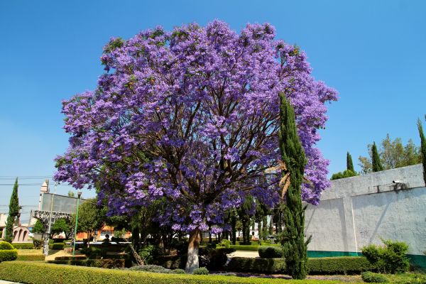 Jacaranda Pruning in Santa Ana