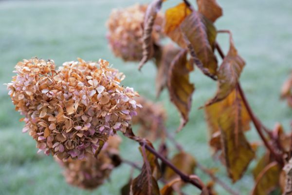Hydrangea Removal in Santa Ana