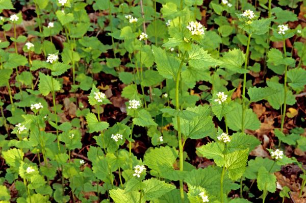 Garlic Mustard Removal in Santa Ana