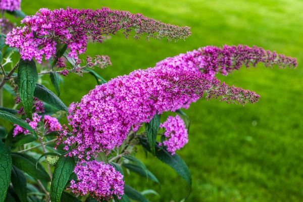 Butterfly Bush Removal in Santa Ana