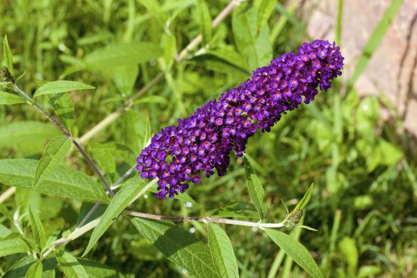 Butterfly Bush Pruning in Santa Ana