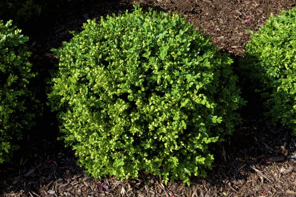 Boxwood Removal in Santa Ana