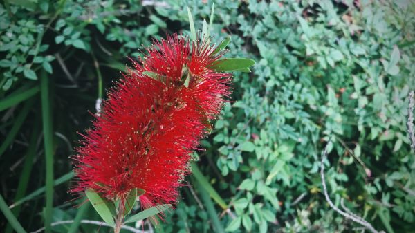 Bottlebrush Pruning in Santa Ana