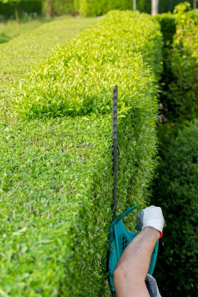 Hedge Trimming in Santa Ana
