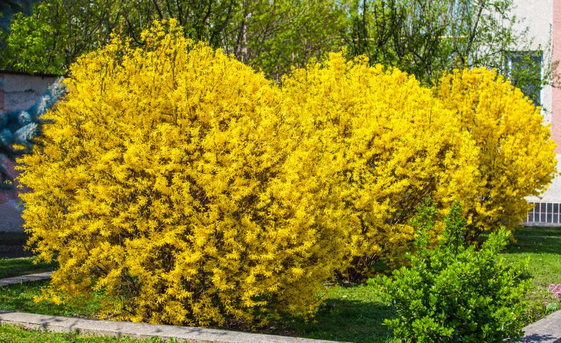 Forsythia Pruning