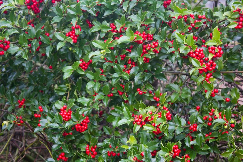 Holly Shrub Pruning